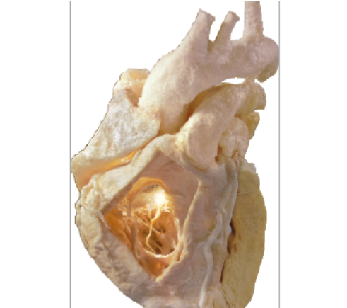 Bluebay®The whole visceral specimen Male with Organ Head, Breast, Eyeball, Heart